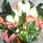 PEACHES AND CREAM SILK FLOWER KISSING BALL