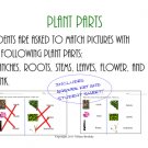 Identifying Plant and Tree Parts with Friendly Matching Science Sheet (PDF)