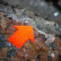 Beautiful Hodgkinsonite franklinite zincite specimen
