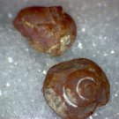 Beautiful Carnelian replaced Gastropod (snail) lot