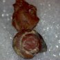 Beautiful Carnelian replaced Gastropod (snail) lot