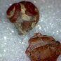 Beautiful Carnelian replaced Gastropod (snail) lot