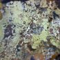 Beautiful Krasnoite Meurigite, Carminite specimen
