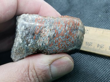 Beautiful Red Dinosaur Bone specimen