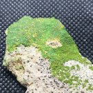 Beautiful Green Volborthite specimen