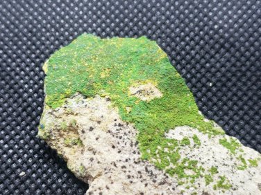 Beautiful Green Volborthite specimen