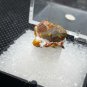Rare Orpiment specimen thumbnail