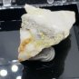Rare Cannonite specimen