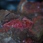 Rare Cuprite var Chalcotrichite specimen