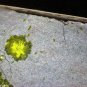 Rare Vesignieite specimen