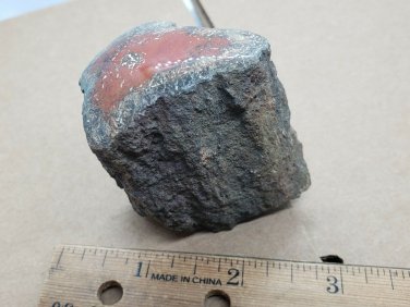 Rare Red Agatized Limbcast specimen
