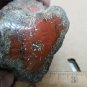 Rare Red Agatized Limbcast specimen