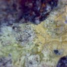 Meurigite K carminite thumbnail Specimen!