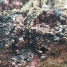 Beautiful Red Roselite specimen