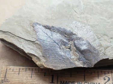 Fossil leaf
