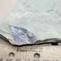 Fossil leaf