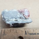 Beautiful Carnelian replaced Gastropod specimen