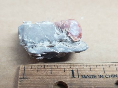 Beautiful Carnelian replaced Gastropod specimen