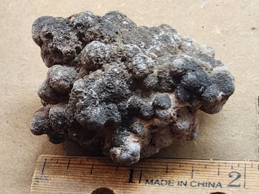 Coprolite Fossil Dinosaur Poop