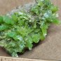 Stunning Pyromorphite specimen