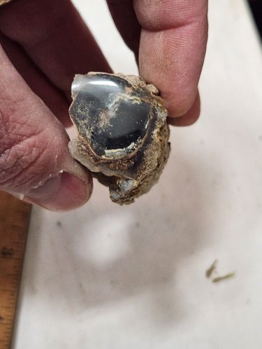 Stunning Polished Petrified wood specimen