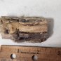 Stunning Polished Petrified wood specimen