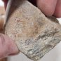 Beautiful Dinosaur Bone Specimen