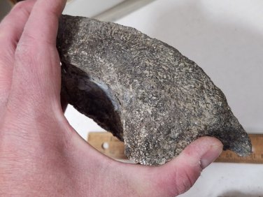 Beautiful Dinosaur Bone Specimen Blue