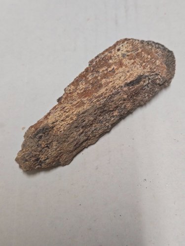 Beautiful reddish Dinosaur Bone Specimen