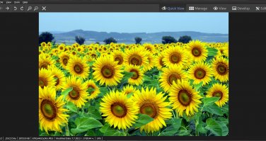 Digital Picture Sunflower