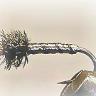 Trout Flies-1 Dozen Midge Pupa Grey #16-Fly Fishing Flies