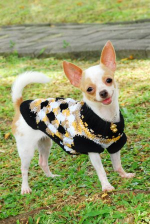 Dog clothes and accessories , handmade dog clothes For small dog D820 S - Free shipping