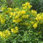 30 Yellow Esperanza Tecoma Stans Seeds