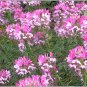 100 Pink Cleome Spider Flower Seeds