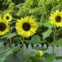 100 Heirloom Sunflower Lemon Queen Seeds