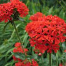 200 Red Maltese Cross Flower Seeds 200 Red Maltese Cross Flower Seeds