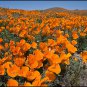 500 California Poppy Orange Eschscholzia Seeds