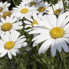 200 Large White Marguerite Chrysanthemum Seeds 200 Large White Marguerite Chrysanthemum Seeds