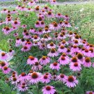 100 Organic Purple Coneflower Echinacea Seeds 100 Organic Purple Coneflower Echinacea Seeds