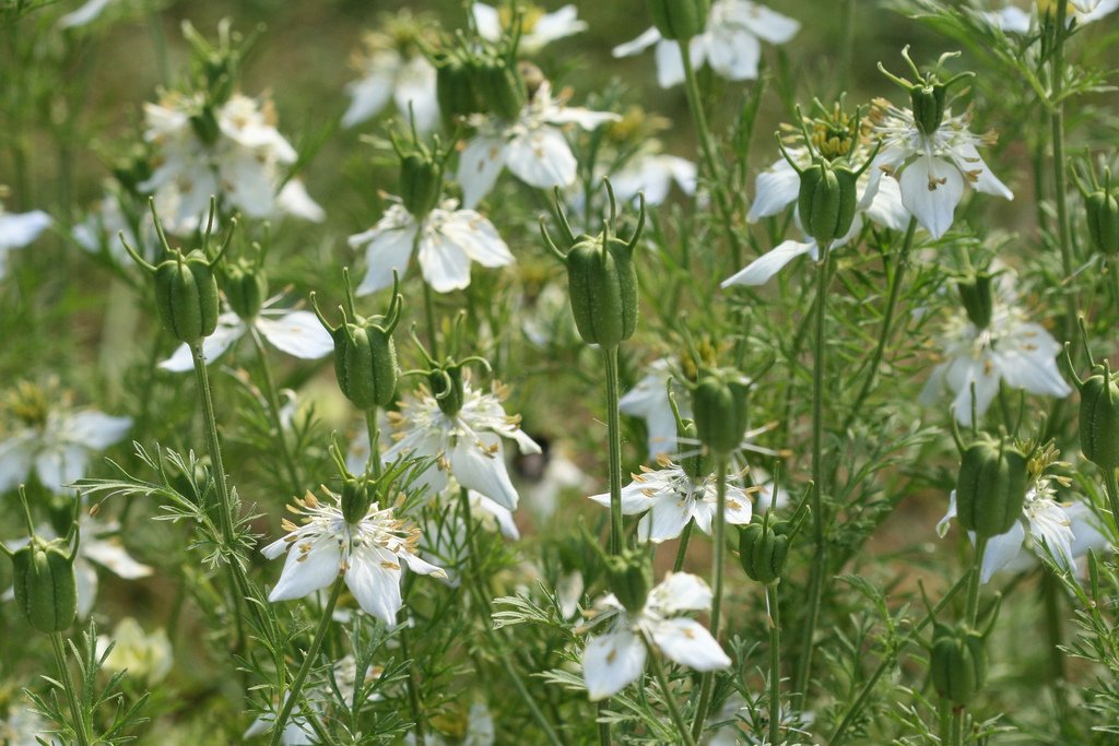 150 Nigella sativa Nutmeg Plant Seeds