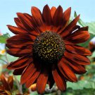 50 Heirloom Sunflower Velvet Queen Seeds 50 Heirloom Sunflower Velvet Queen Seeds
