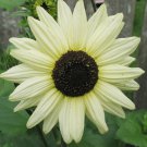 30 Heirloom Sunflower Italian White Seeds 30 Heirloom Sunflower Italian White Seeds