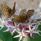 30 Butterfly Showy Milkweed Asclepias Seeds 30 Butterfly Showy Milkweed Asclepias Seeds