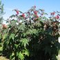 6 Castor Bean Seeds Ricinus