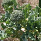 150 Organic Sprouting Broccoli Seeds