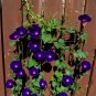10 'Black Knolian' Dark Purple Morning Glory Vine Seeds