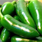 50 Large Jalapeno Chili Pepper Seeds