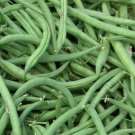 60 Organic Heirloom Green Bush Bean 'Burpee Stringless'