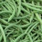 60 Organic Heirloom Green Bush Bean 'Burpee Stringless'