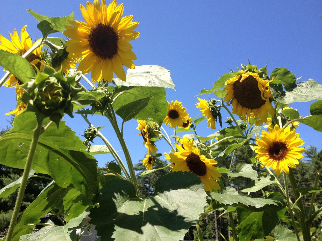 30 Giant Skyscraper Sunflower Seeds